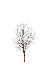 Dead tree isolated with white background