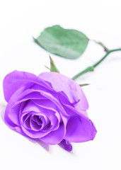 lone violet rose; on white