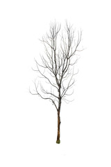 Fototapeta premium Dead tree isolated with white background