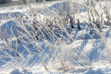 Frozen grass in the snow