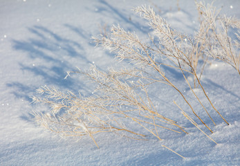 Frozen grass in the snow