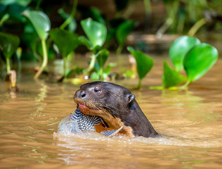 Giant otter eats fish in water. Close-up. Brazil. Pantanal National Park.