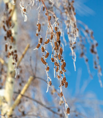 Naklejka premium Branches on a tree in hoarfrost