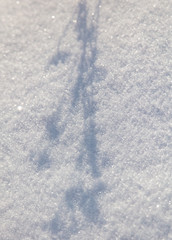The shadow of the trees in the snow