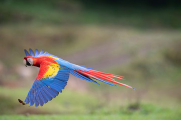 Ara Macao, Scarlet macaw The parrot is flying in nice natural environment of Costa Rica..