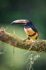 Pteroglossus torquatus, The collared aracari The bird is perched on the branch in nice wildlife natural environment of Costa Rica..