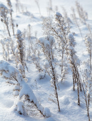 Frozen grass in the snow