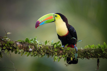 Ramphastos sulfuratus, Keel-billed toucan The bird is perched on the branch in nice wildlife natural environment of Costa Rica..