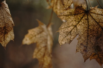Brown dry maple leaves on a branch. Autumn forest, blurred natural background.