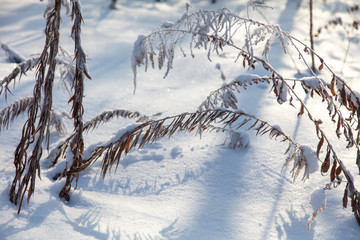 Frozen grass in the snow