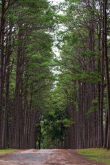 Pine forest at Bor Keaw public park, Chiang mai, Thailand
