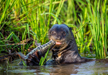 Giant otters eats fish in water. Close-up. Brazil. Pantanal National Park.