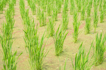 water bamboo(zizania latifolia) farm