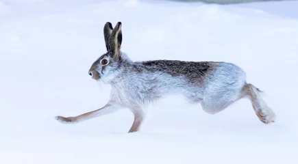 Foto op Aluminium Wild hare in the snow © schankz