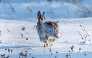 Wild hare in the snow © schankz