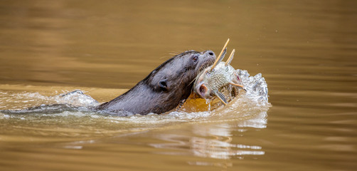 Fototapeta premium Otter is swimming along the river with prey in its teeth. Close-up. South America. Brazil. Pantanal National Park.