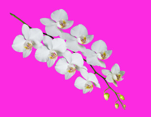 Fototapeta na wymiar Moth orchid on pink