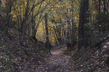 Alley in the dark forest in autumn