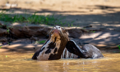 Otter lies on the sand on the bank of the river. South America. Brazil. Pantanal National Park.