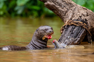 Giant otter eats fish in water. Close-up. Brazil. Pantanal National Park.