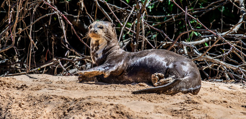 Otter lies on the sand on the bank of the river. South America. Brazil. Pantanal National Park.