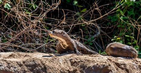 Otter lies on the sand on the bank of the river. South America. Brazil. Pantanal National Park.