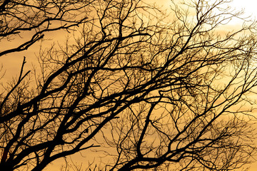 Bare tree branches at dawn of the sun