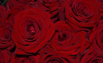 background with red roses
