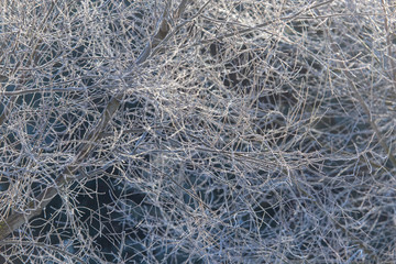 Branches on a tree in hoarfrost