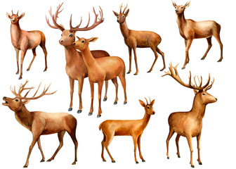 watercolor illustration, set of deers on an isolated white background