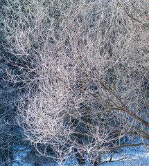 Branches on a tree in hoarfrost