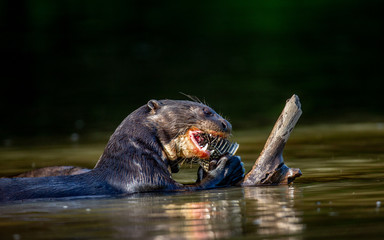 Giant otter eats fish in water. Close-up. Brazil. Pantanal National Park. - obrazy, fototapety, plakaty