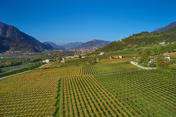 Fototapeta na wymiar Autumn grape rows of yellow in the Alps in the background blue sky
