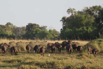 Fototapeta premium Troupeau de buffles