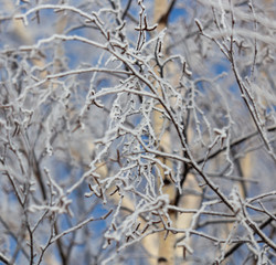 Branches on a tree in hoarfrost