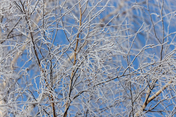 Branches on a tree in hoarfrost