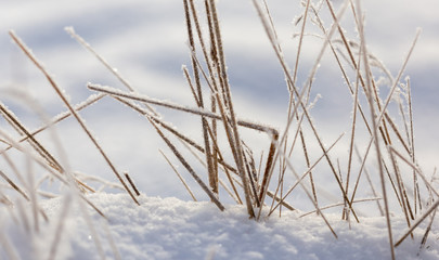 Frozen grass in the snow