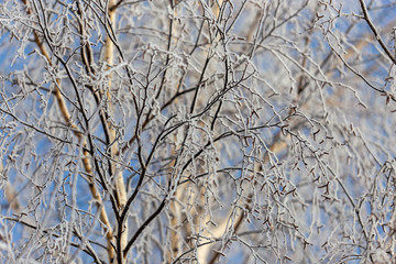 Branches on a tree in hoarfrost