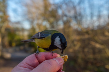 Great tit eating walnut from hand in a park in Stockholm