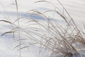 Frozen grass in the snow