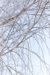 Branches on a tree in hoarfrost