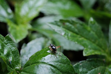 bug on a leaf