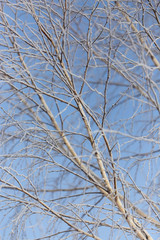 Branches on a tree in hoarfrost