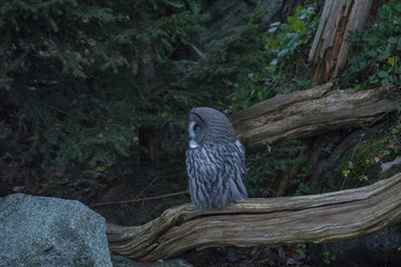 Caged Great grey owl in a park in Stockholm