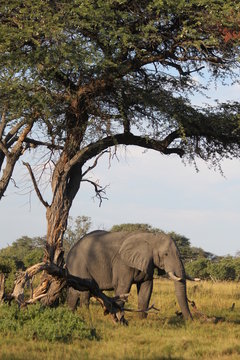 El&eacute;phant