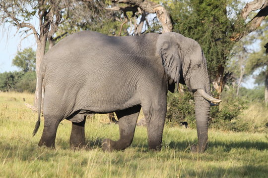 El&eacute;phant