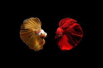 Yellow gold and red color of Siamese fighting fish betta Thailand fish movement on background