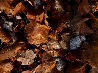 autumn leaves on the ground