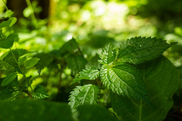 green grass leaves with sunlight and shadow