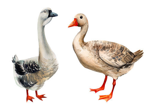 watercolor illustration, geese on an isolated white background 